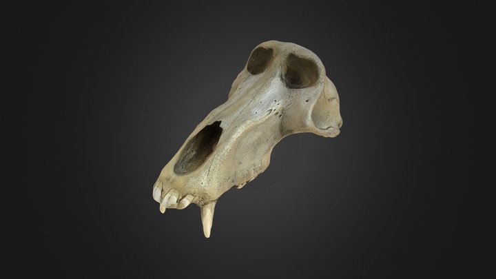 Baboon Skull 3D Model