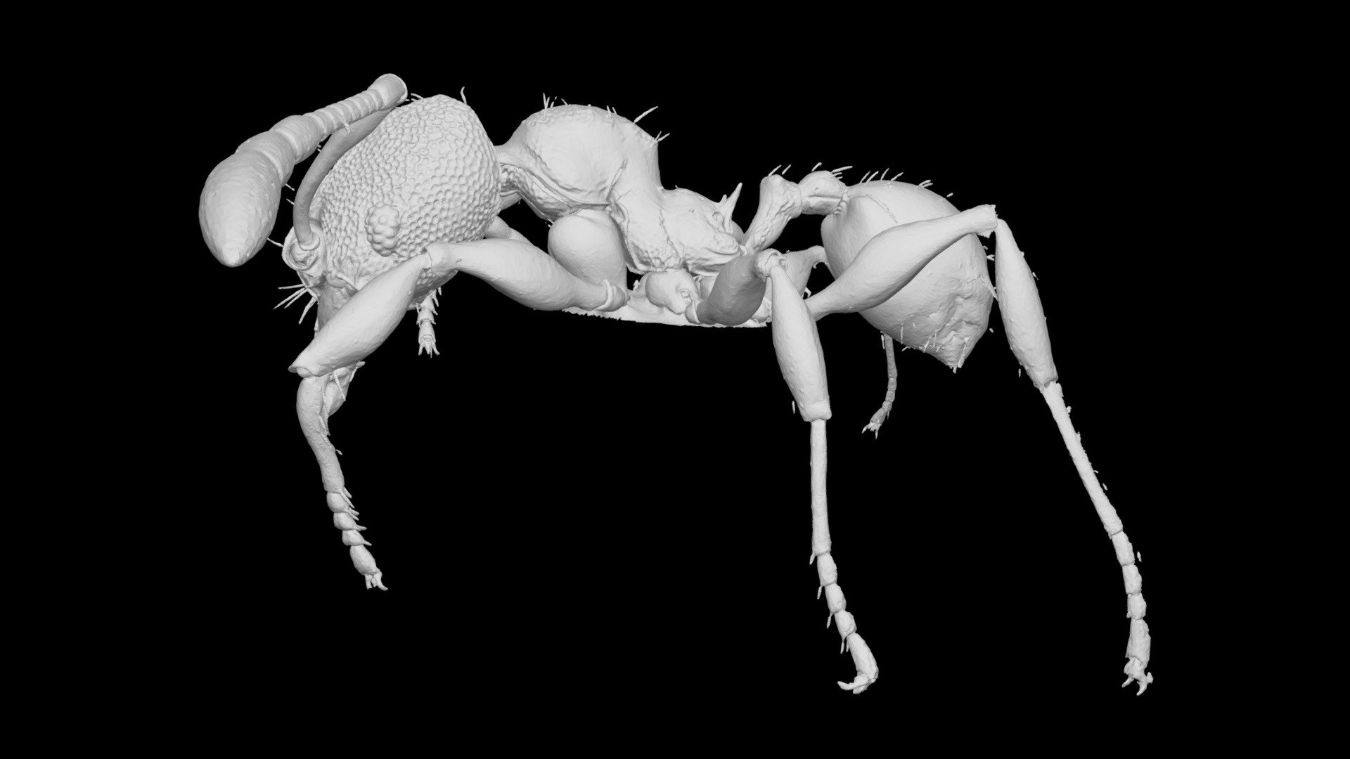 Pheidole vatu Minor Worker CASENT0185591