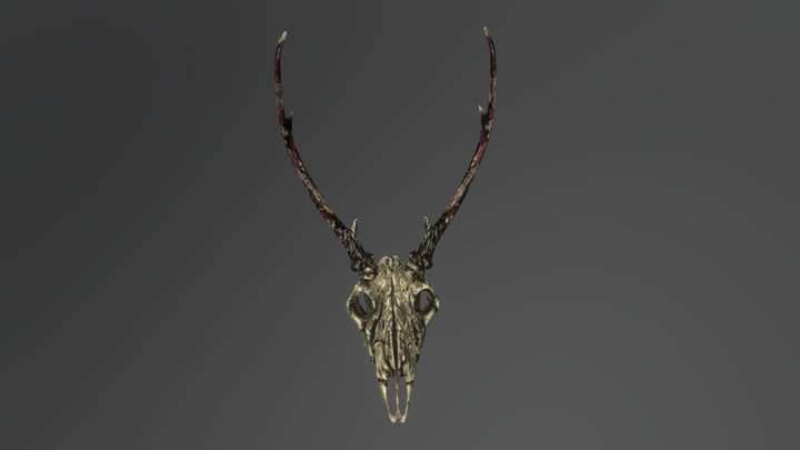 Deer Skull 3D Model