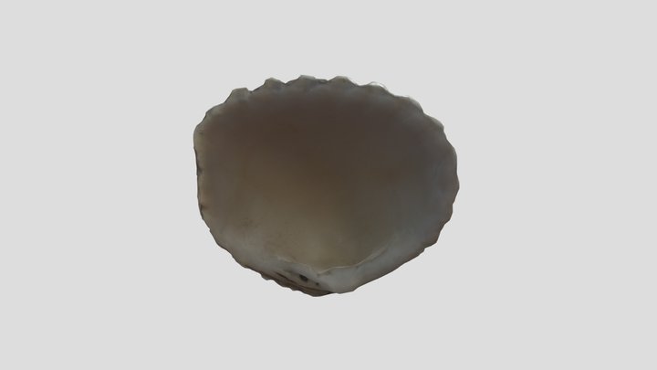Seashell 11 3D Model