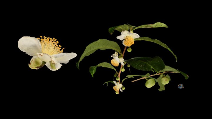 CC0 チャノキ 茶🍵 Tea Plant, Camellia sinensis