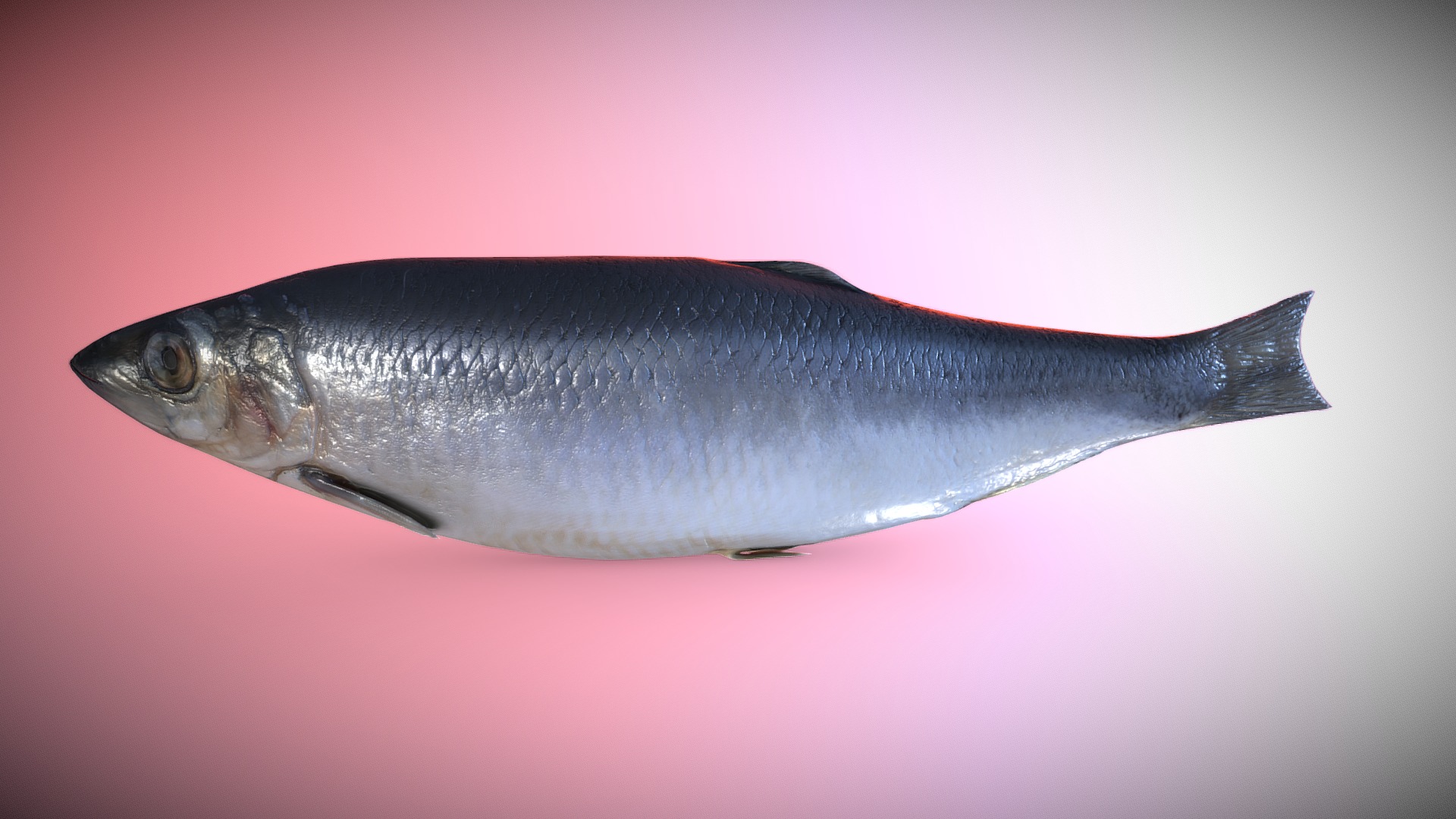 3D model Smiley Dead Fish - This is a 3D model of the Smiley Dead Fish. The 3D model is about a fish on a pink surface.