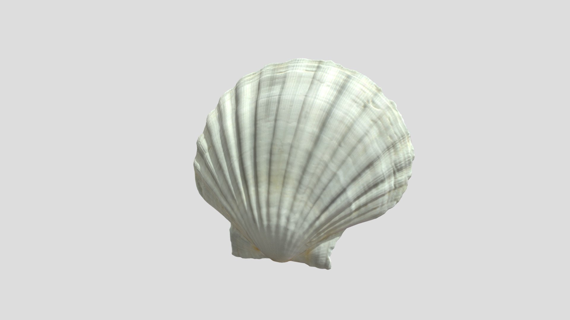 Scallop Shell 3D Model By Aberdeen City Libraries 2d60662ea318471f8e5f77e5608a156e