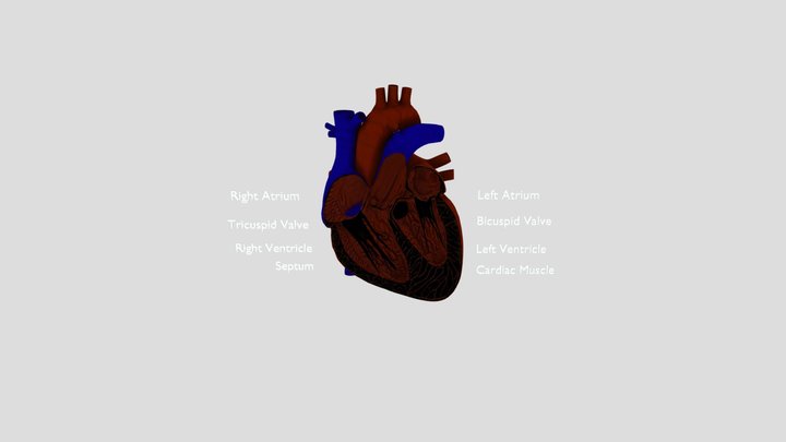 HEART SECTION Gltf 3D Model