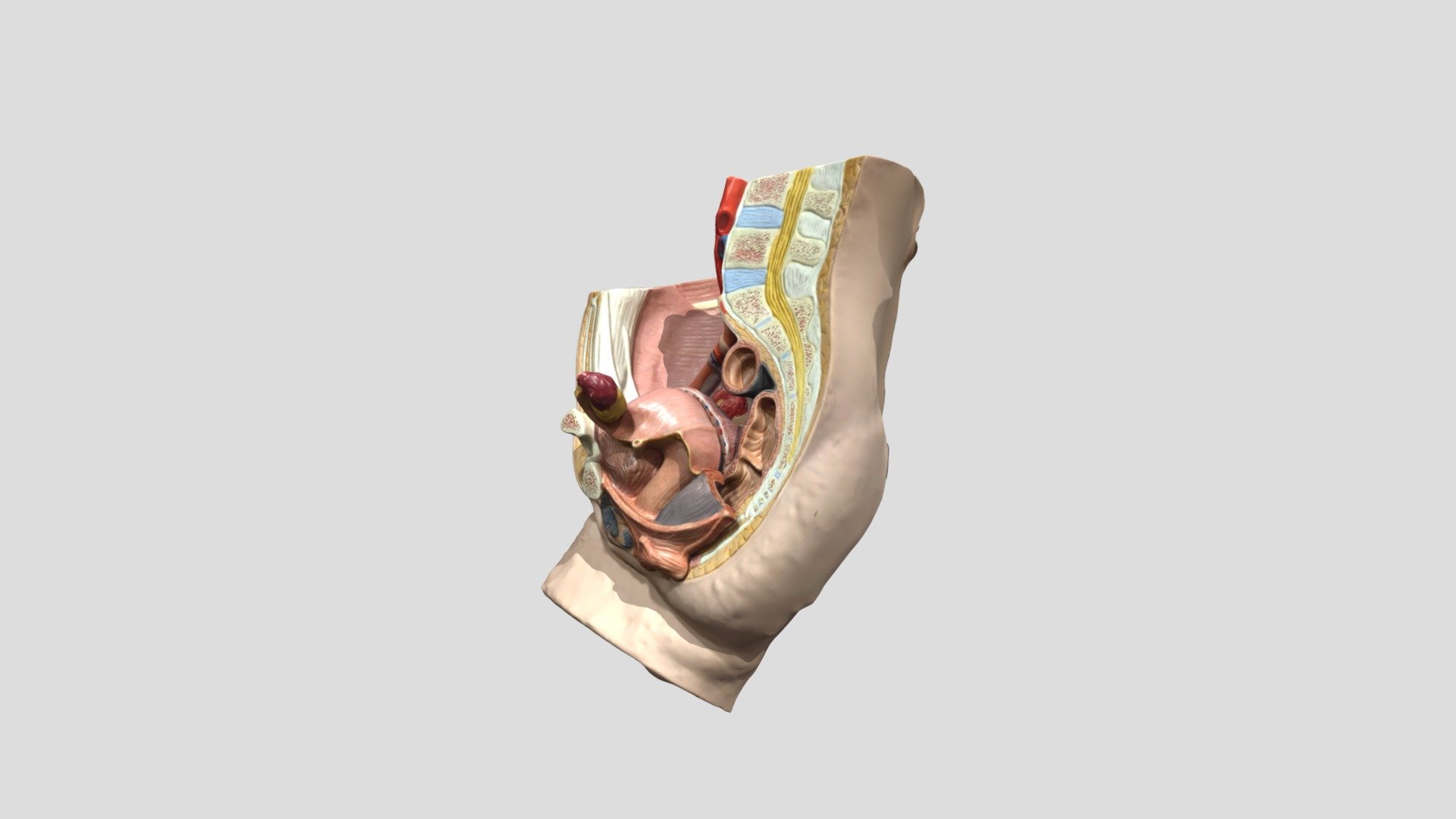 Female Reproductive system - 3D model by virtual_lab [5de2c53] - Sketchfab