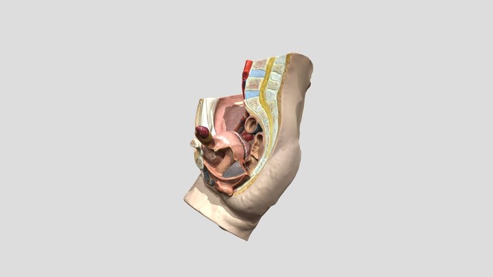 Female Reproductive system 3D Model