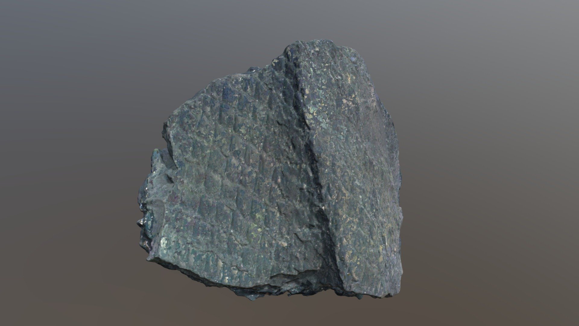 Lepidodendron fossil (VCU_3D_3007)