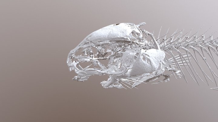 Paramormyrops aphekodes 3D Model