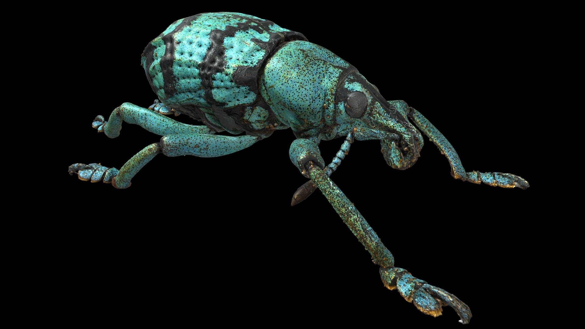 Macroscan of a Teal Weevil (Eupholus chevrolati) 3D model by