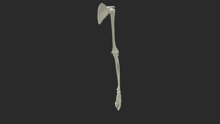 the bone structure of the hand 3D Model