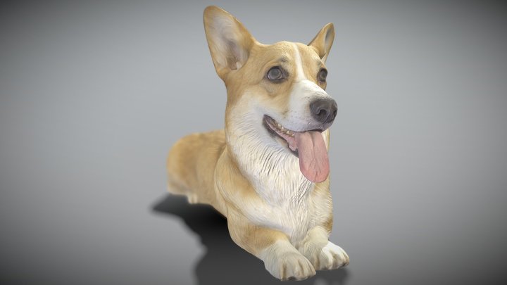 Corgi dog lying 03 3D Model