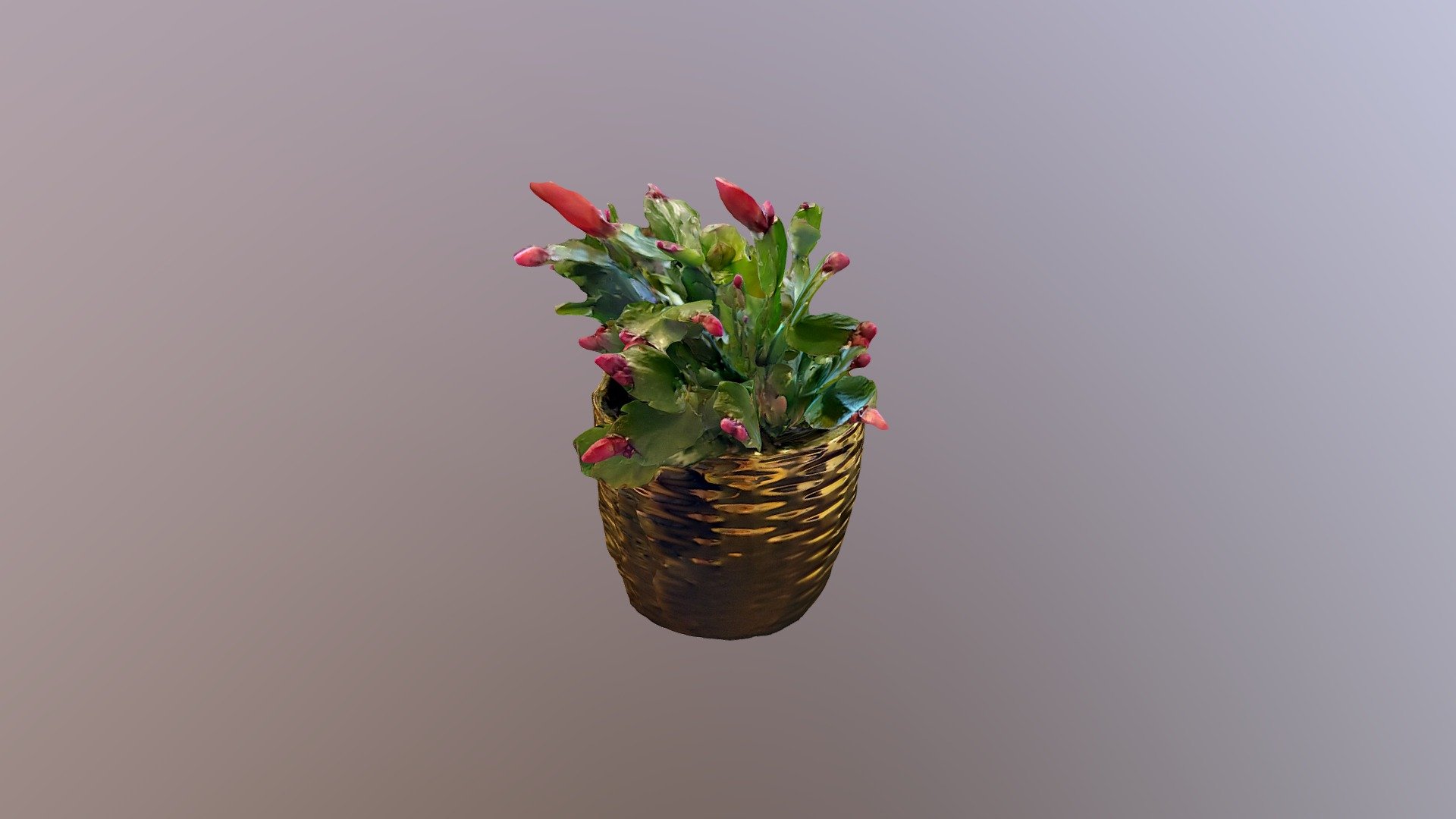 Schlumbergera (Christmas Cactus)