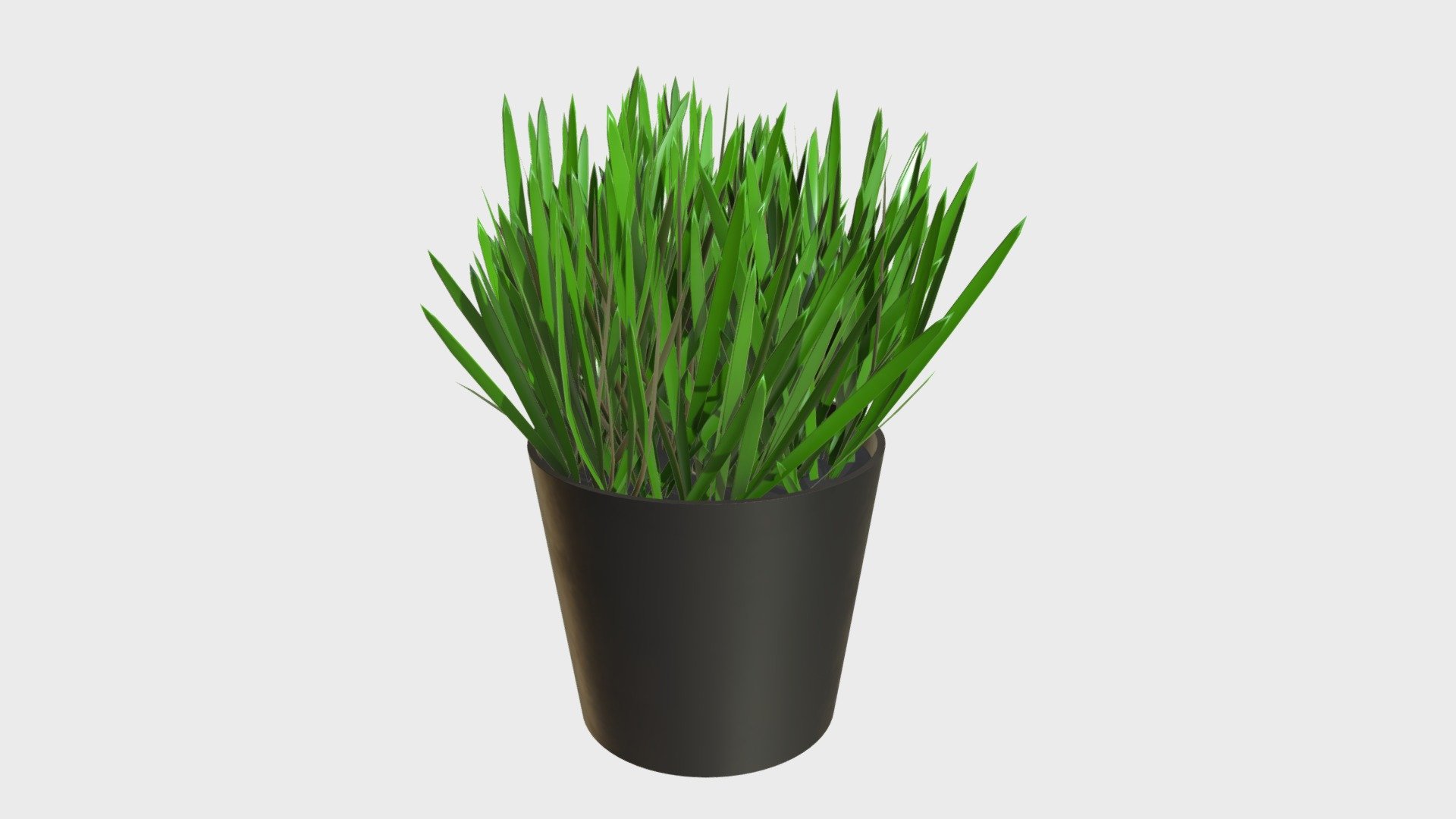 Grass in a pot 1