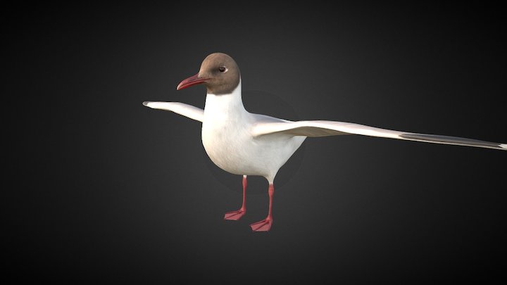 Kokmeeuw - Black Headed Gull 3D Model