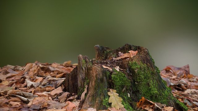 Natural 3D Environments - Tree Stump 3D Model