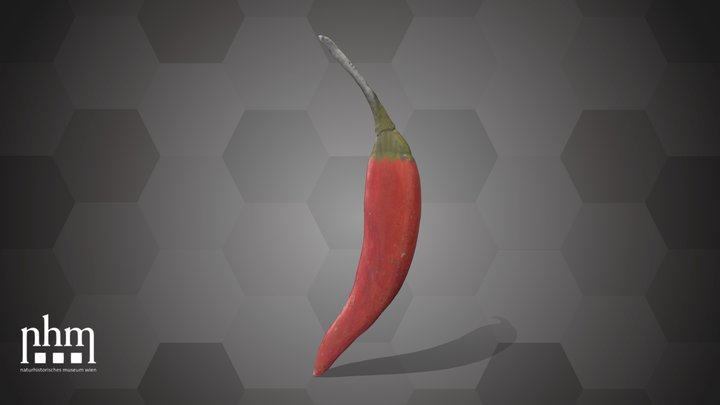 Chili Pepper (NHMW-AFW-DING-0046-069) – Modello 3D gratuito STL
