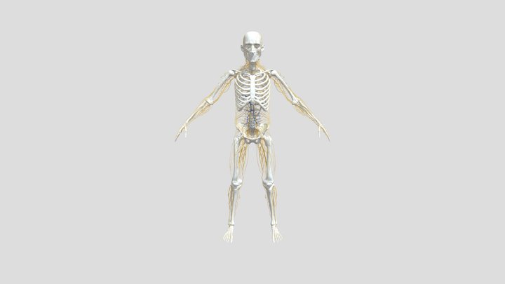 nerve 3D Model