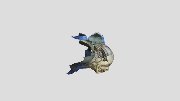 El hombre ¿Centenario? 3D Model
