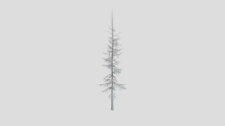 Doulgas Fir Pine Tree 3D Model