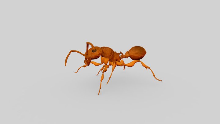 Ant 3D Model