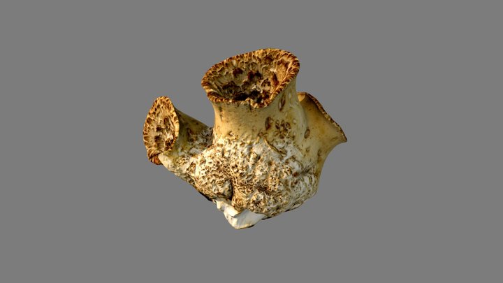 Cerioporus squamosus (mushroom) 3D Model