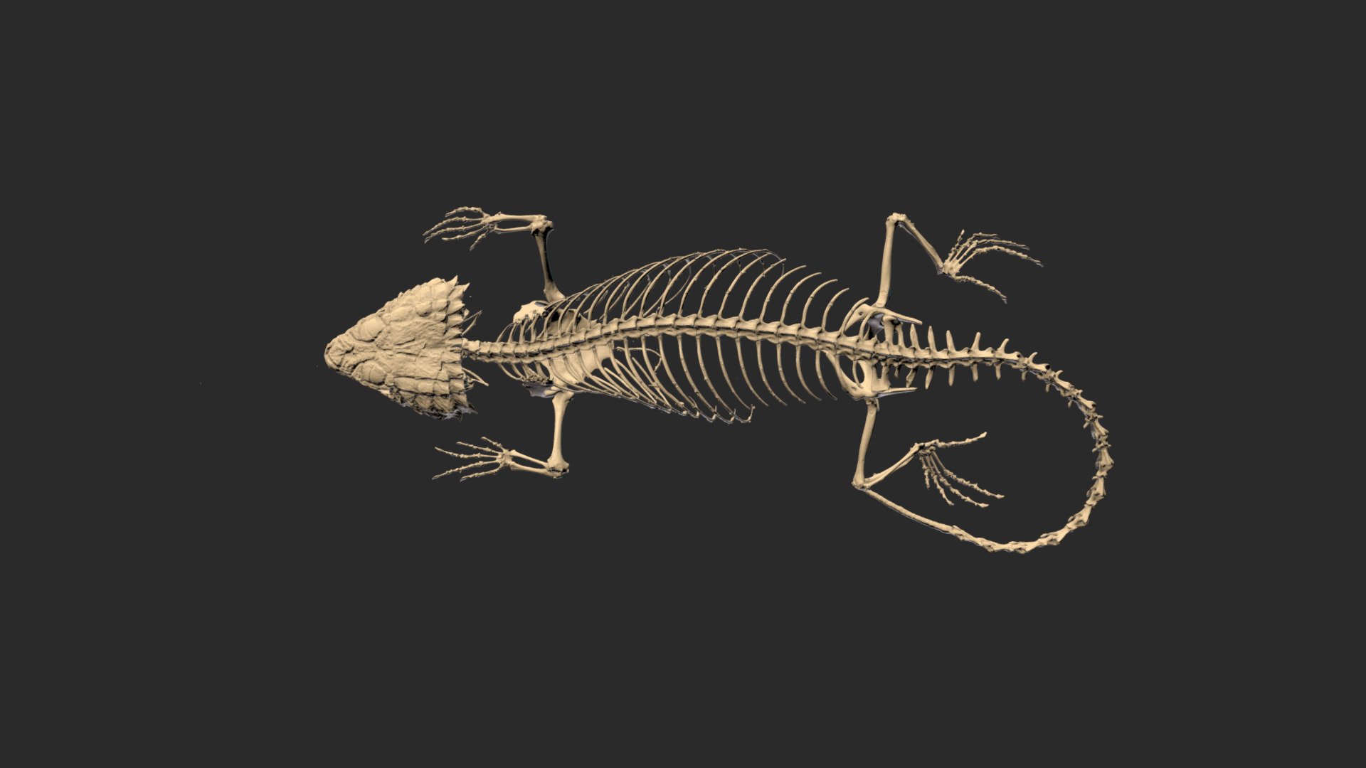 Kaokoveld Girdled Lizard Skeleton 3D model by Blackburn Lab (ufherps