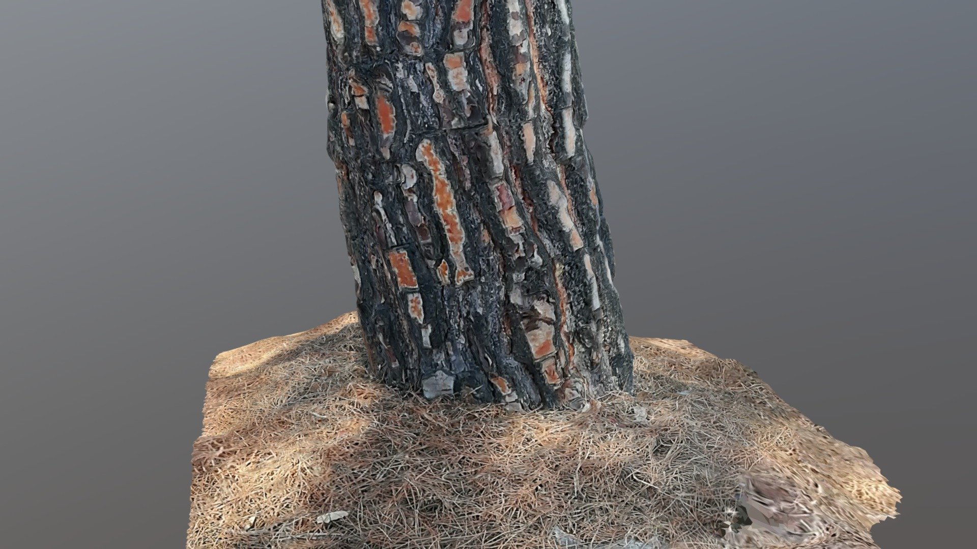 Pine stump