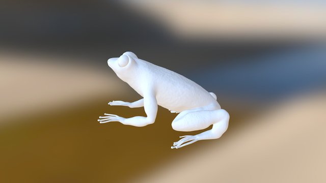 Frog 3D Model