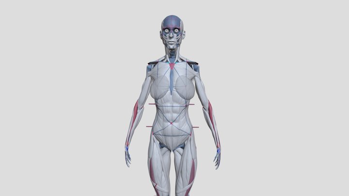 Ecorche 3D Model