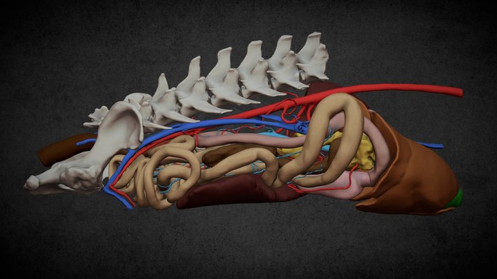 Canine digestive system 3D Model