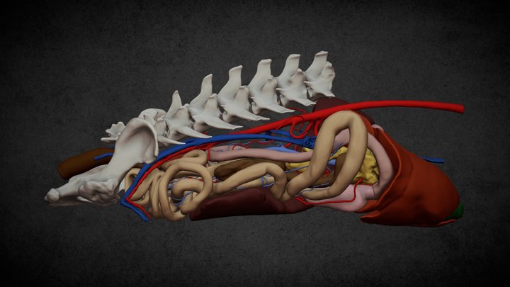 Canine digestive system 3D Model
