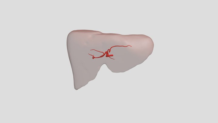Hepatic artery 3D Model