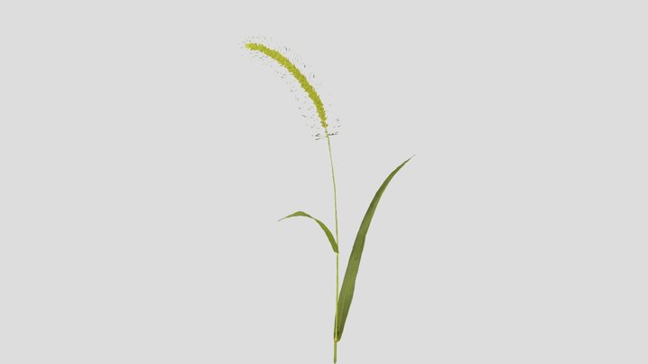 CC0 風に揺れるアキノエノコログサ Giant Foxtail in the wind
