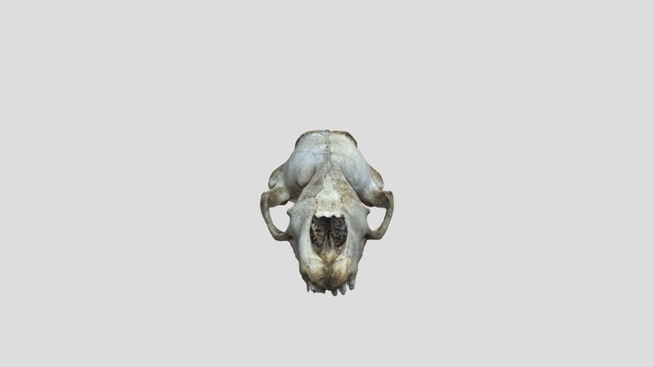 Retopologised Leopard Seal Cranium 3D Model