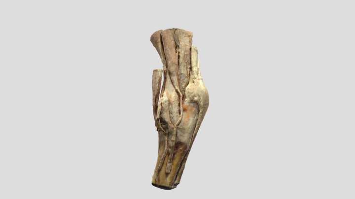 Nartni sklep - Tarsus s kitami mišic na goleni 3D Model