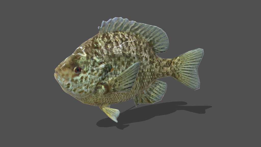 Animated Blue Gill – 3D Animal Model