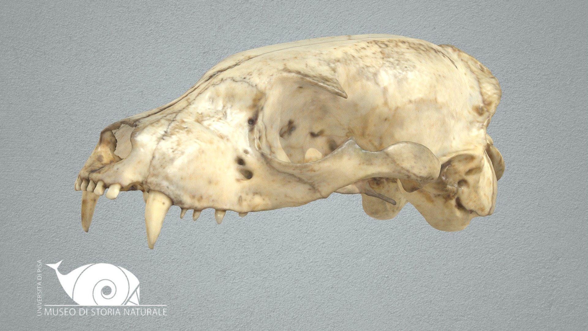 Aardwolf - 3D model by Natural History Museum, University of Pisa ...