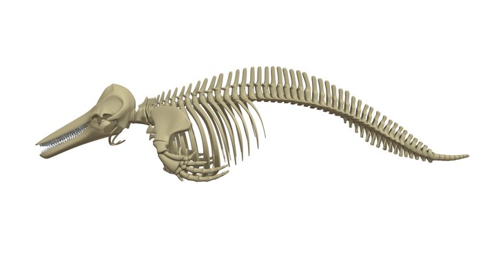 Dolphin Skeleton 3D Model
