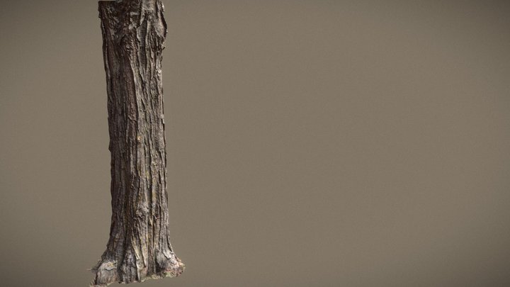 Photoscanned maple trunk 3D Model