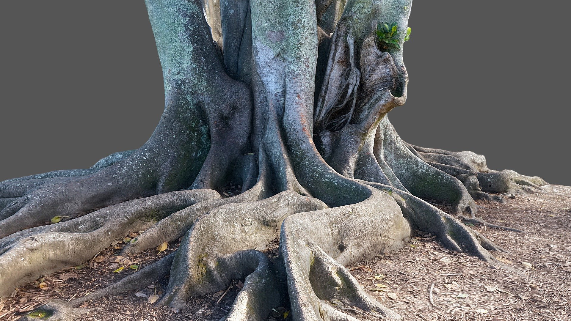 Moreton Bay Fig Tree 2