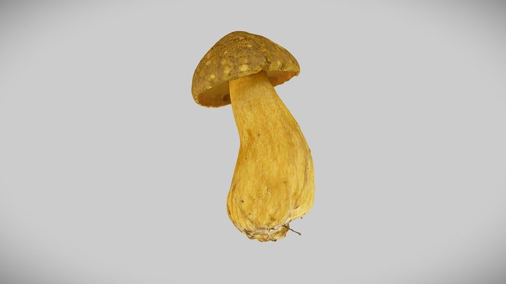 Real mushroom 0043 (Suillus variegatus) 3D Model