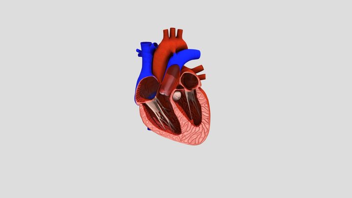 Human_heart_3d_model 3D Model