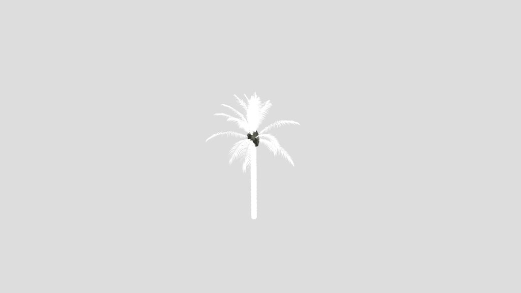 Dactylifera Palm Tree Animated