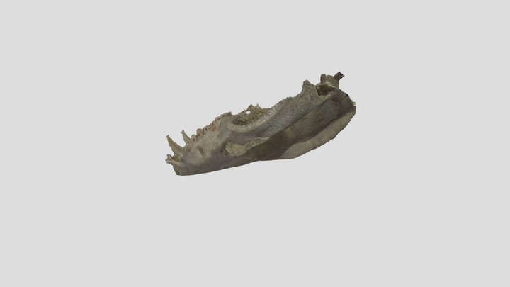 testecranio2 3D Model