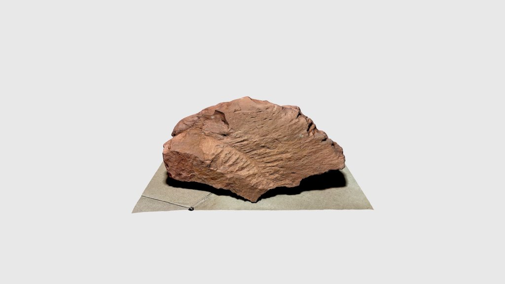 Walchia sp. fossil (Carboniferous conifer)