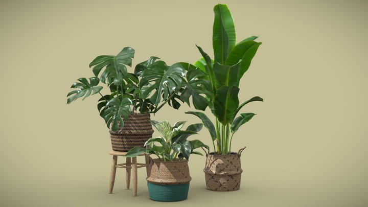 Indoor Plants Pack 16 3D Model