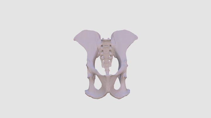 Chimpanzee Pelvis 3D Model