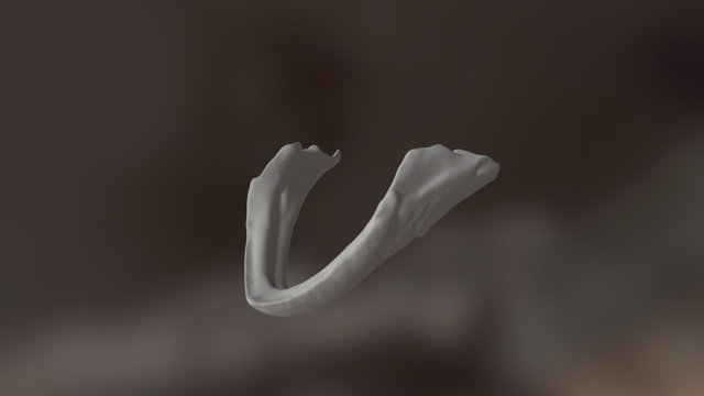 Common Snapping Turtle jaw 3D Model