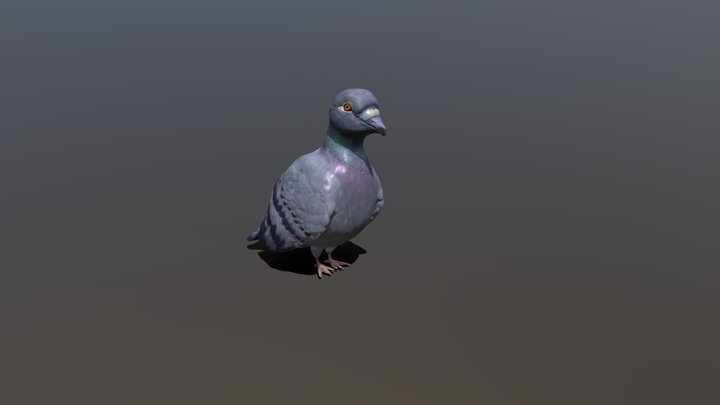 Pigeon 3D Model