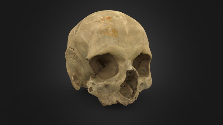 Cráneo humano 1 3D Model
